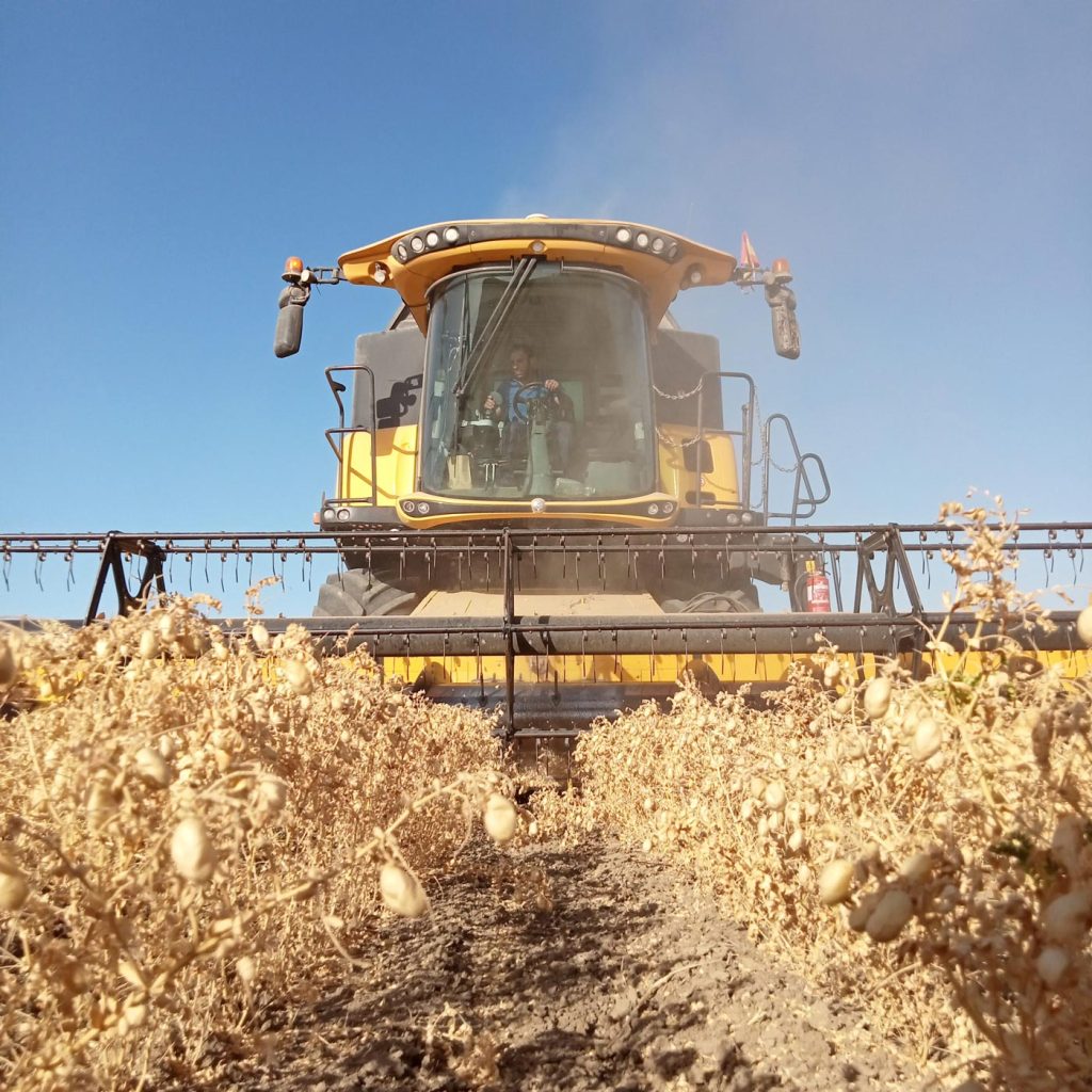 Cosechadora cabañil queseria artesana en Salteras