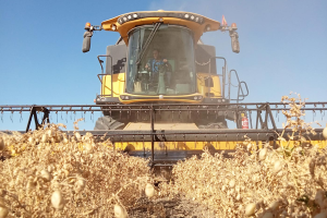 Cosechadora cabañil queseria artesana en Salteras