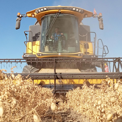 Cosechadora cabañil queseria artesana en Salteras