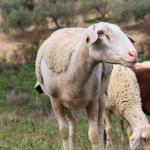 El origen el cuidado del rebaño de ovejas